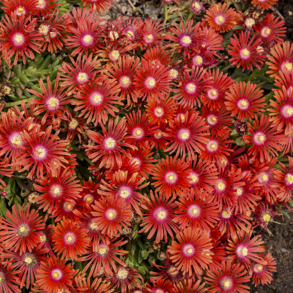 DELOSPERMA dyeri (1526)